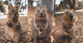 Imagini adorabile: Cel mai fericit animal din lume. Cum se numește și unde trăiește
