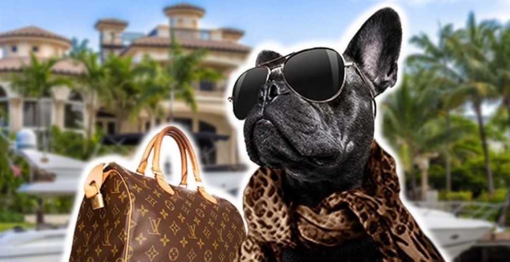 Top 5 cele mai bogate animale din lume. Cum și-au făcut de fapt averile fabuloase