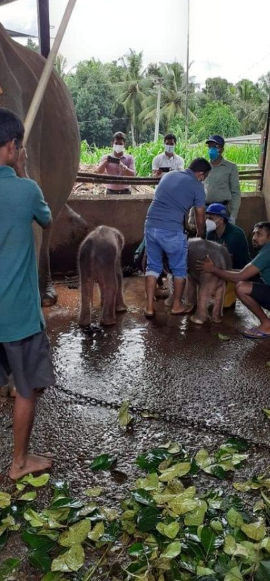 FOTO // Elefanţi gemeni, născuţi în Sri Lanka pentru prima dată în ultimii 80 de ani