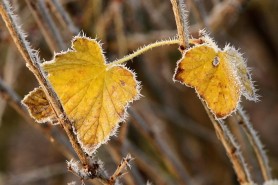 METEO // Primele semne ale iernii? Noapte înghețuri, iar ziua maxime de doar 11 ºC