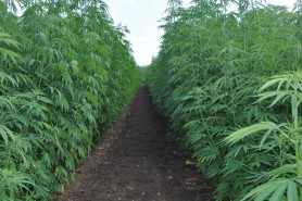 MAIA anunță un proiect pentru LEGALIZAREA cultivării cânepii industriale în Republica Moldova