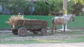 Accident la Glodeni: 3 minori cu căruța tamponați de un șofer fără de permis care ar fi polițist