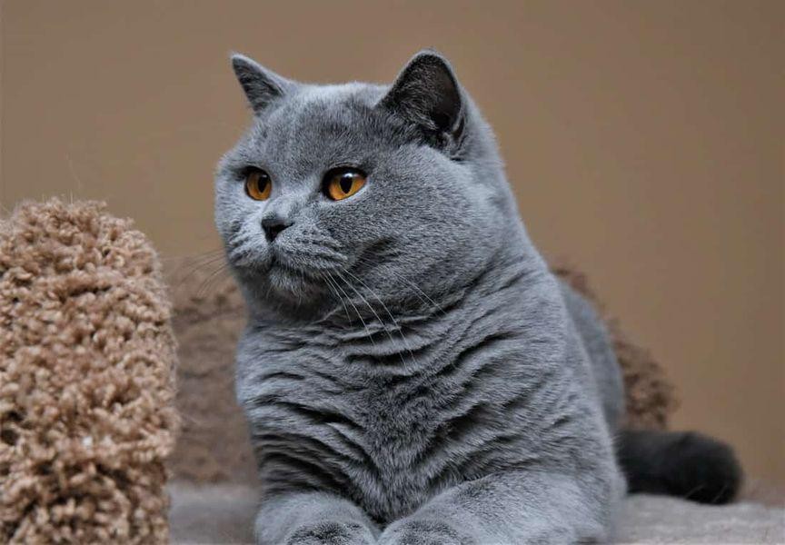 FOTO // Top 11 cele mai scumpe rase de pisici din lume. De ce costă această pisică 120.000 de euro