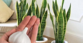Ce se întâmplă de fapt dacă pui usturoi în ghiveciul plantelor. Trucul care te lasă fără cuvinte