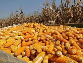 Producătorii de porumb riscă să își piardă o parte din roada pe care nu au unde o usca
