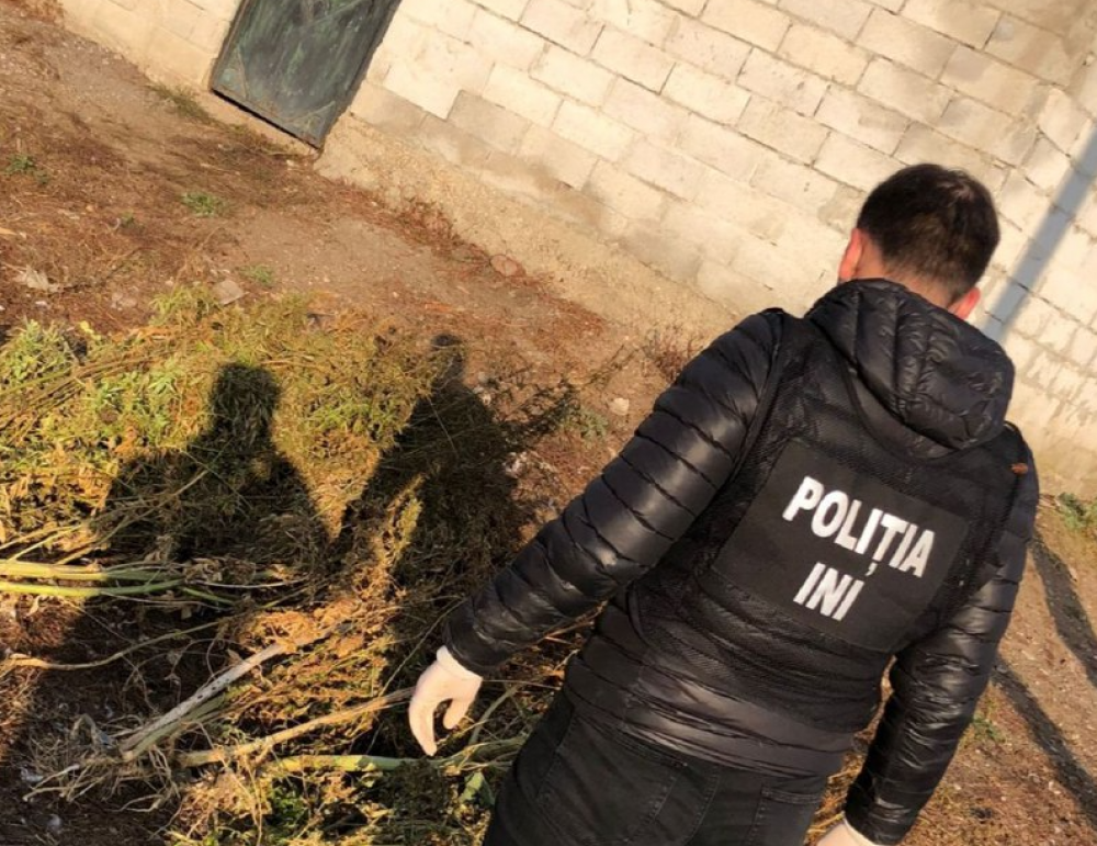 Droguri în valoare de 250 mii de lei, ridicate de Poliție în urma mai multor percheziții. Trei persoane reținute