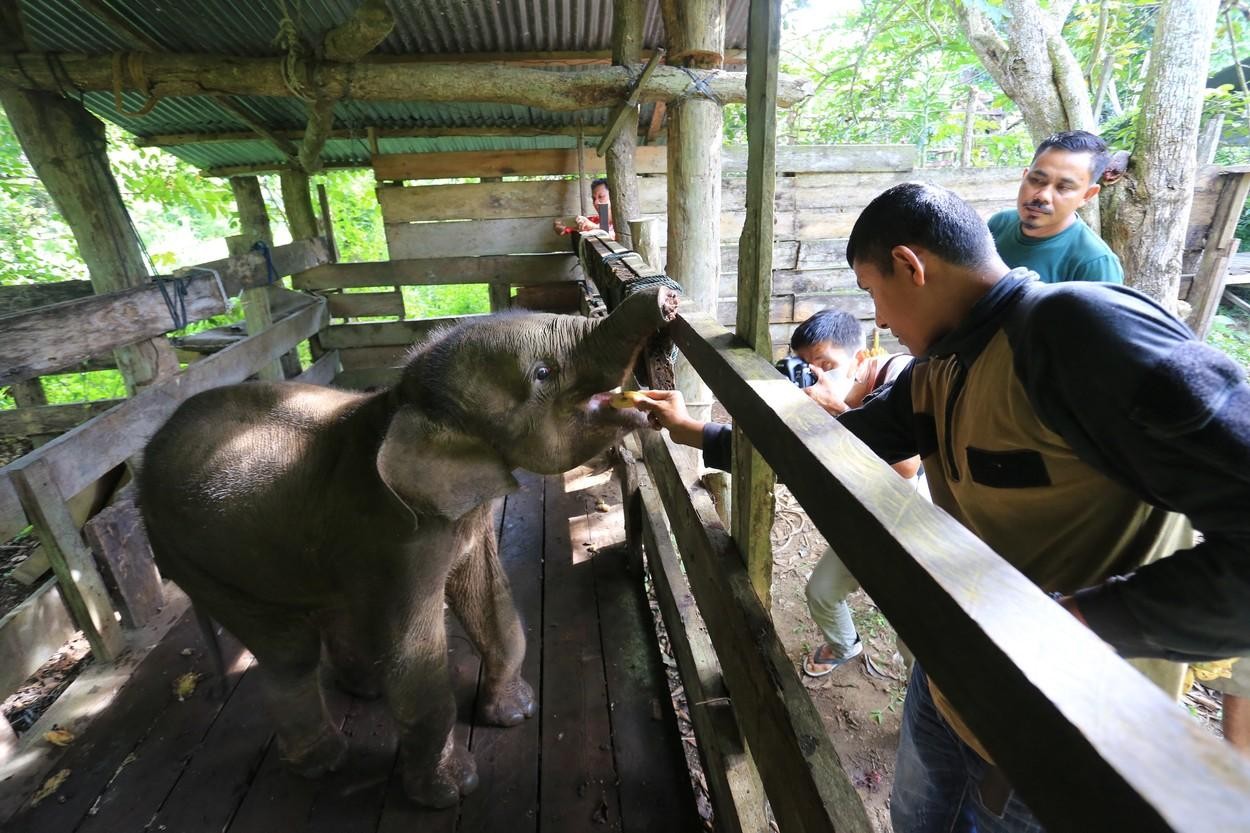 FOTO // Un pui de elefant de Sumatra a murit, după ce o capcană i-a retezat jumătate de trompă