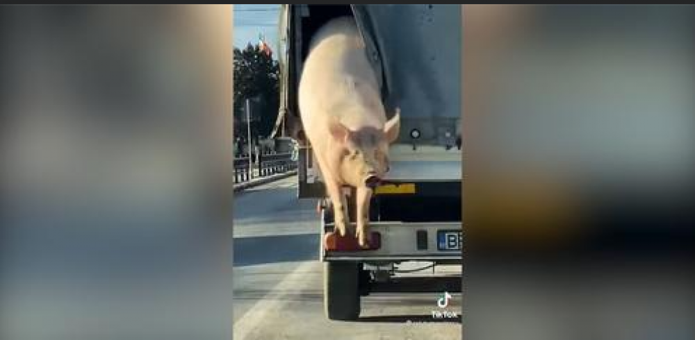VIDEO // Imagini VIRALE cu porcul „ZBURĂTOR” surprins cum sare dintr-un camion aflat în mișcare