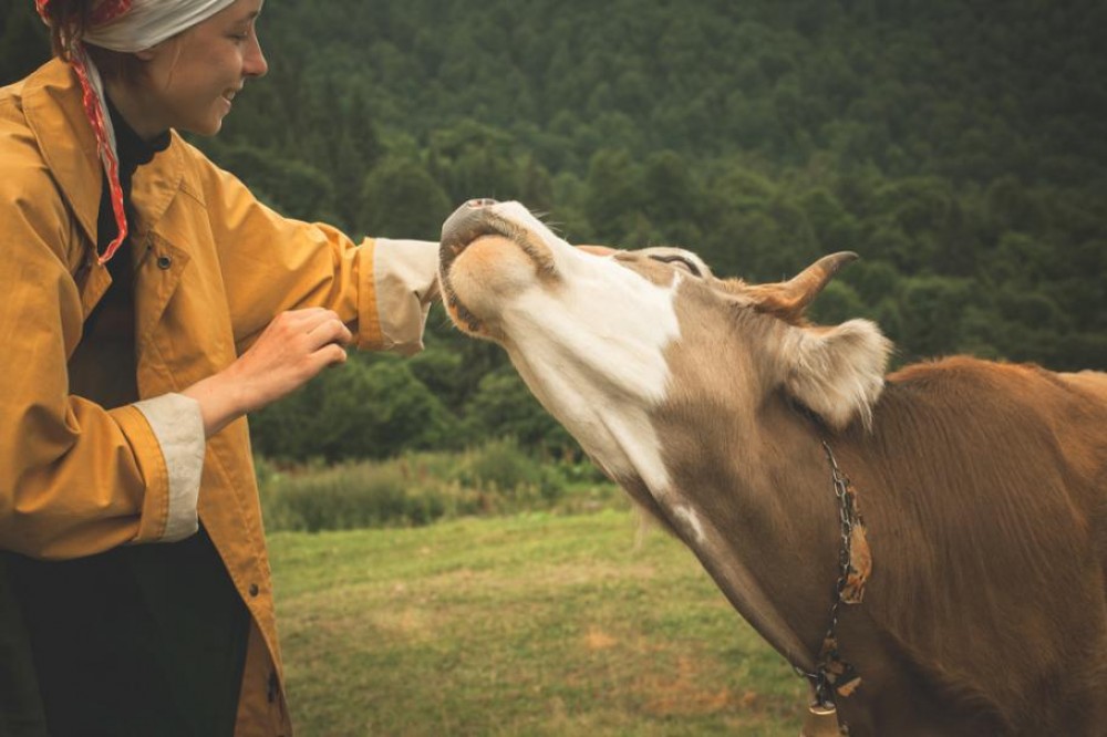 O femeie s-a căsătorit cu un viţel. Pretinde că animalul este reîncarnarea soţului mort