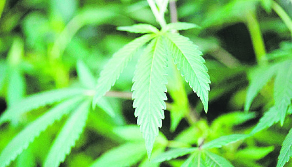Marijuana ne-ar putea scăpa de COVID. Două componente ar preveni infecția
