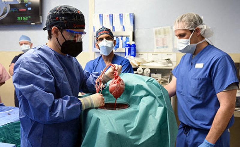 Pacientul care a primit transplantul revoluționar cu inimă de porc a înjunghiat în tinerețe un bărbat de 7 ori, lăsându-l paralizat