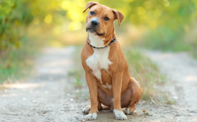 Un bărbat a fost condamnat la un an de închisoare pentru uciderea unui câine