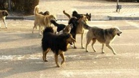 Clipe de COȘMAR pentru o fetiță din Capitală atacată de o haită de câini. Trecătorii au salvat-o cu greu din colții maidanezilor