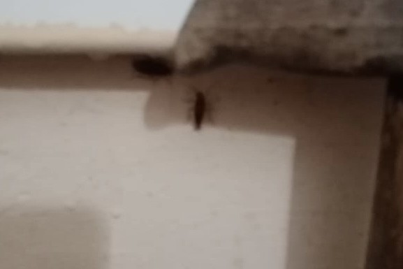 FOTO // Tratament cu gândaci la Spitalul raional Anenii Noi