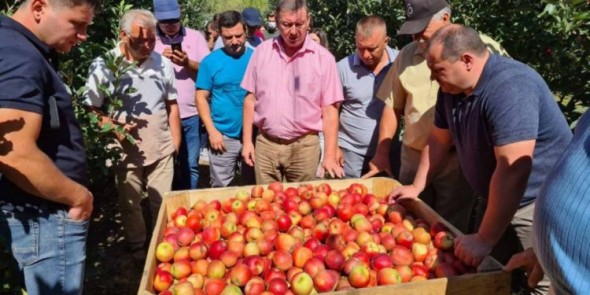 Merele din Moldova vor ajunge ÎN PREMIERĂ pe rafturile din Germania, Kuwait, Malaysia și Kârgâzstan