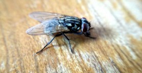 Cea mai simplă și eficientă metodă care te scapă de muștele din casă. Nu ai nevoie de insecticide sau aparate