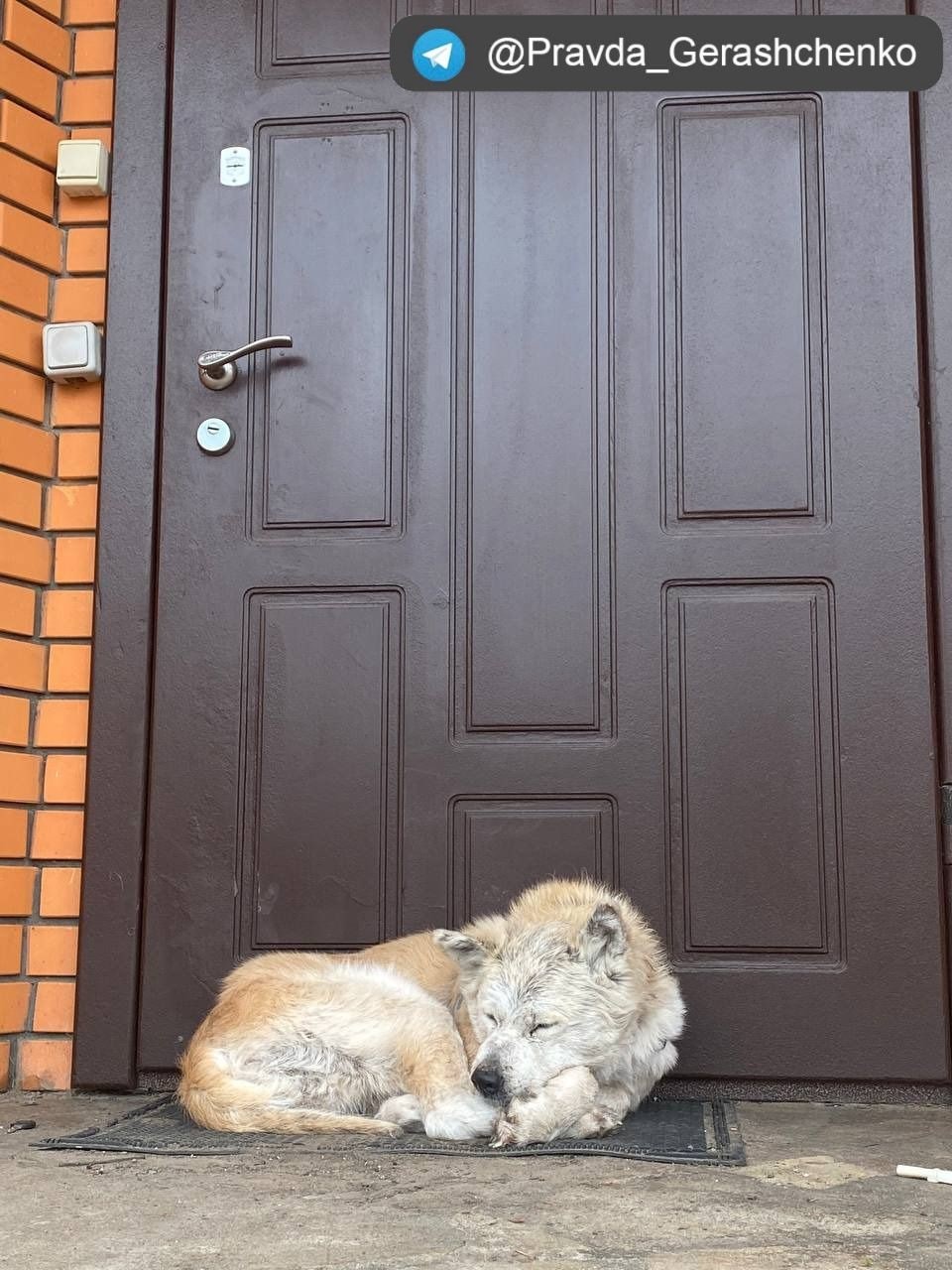 FOTO // Hachiko din Ucraina: Un căţel îşi aşteaptă de 3 săptămâni stăpâna să se întoarcă acasă, printre dărâmături şi bombe