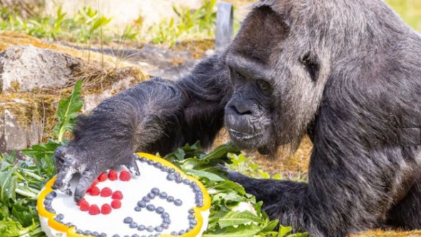 A împlinit 65 de ani la o Grădină Zoologică din Berlin. Istoria celei mai bătrâne gorile din lume