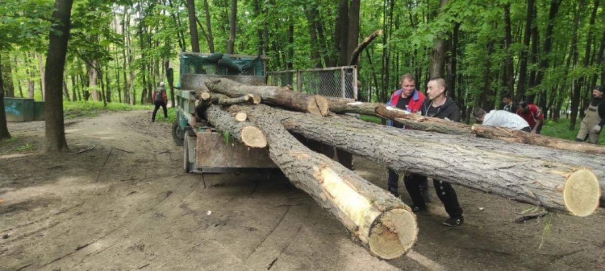 FOTO // Defrișări ILEGALE într-un parc din Chișinău: PAS cere dosar penal pe numele reprezentanților Primăriei Capitalei