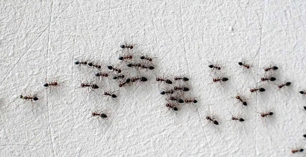Cum să folosești cafeaua ca insecticid împotriva furnicilor. Soluția naturală și eficientă de mare ajutor