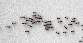 Cum să folosești cafeaua ca insecticid împotriva furnicilor. Soluția naturală și eficientă de mare ajutor