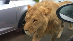 ALERTĂ într-un oraș din România: Locuitorii rugați să rămână în case pentru că un LEU se plimba liber pe străzi