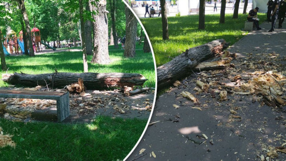 Incident GRAV într-un parc din Chișinău. Copil de doi ani decedat după ce s-a prăbușit peste el un copac