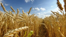 ÎNGRIJORĂTOR // Agricultorii bat alarma: Recolta de grâu de toamnă ar putea fi compromisă