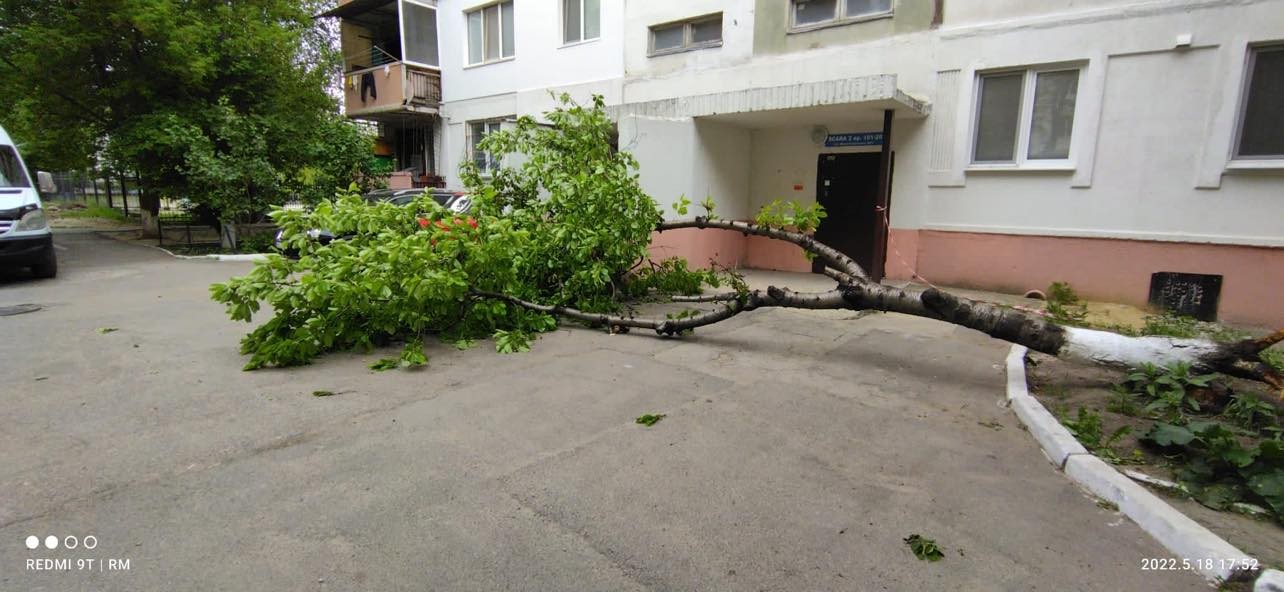 FOTO // Încă un copac a căzut pe o stradă din centrul Capitalei