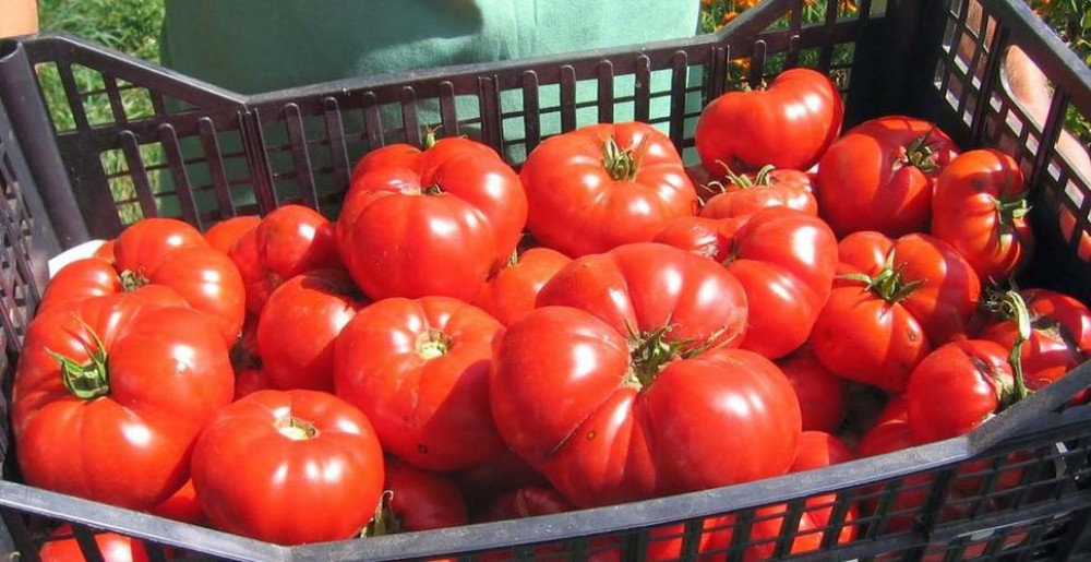 Cum faci diferența între roșiile autohtone de cele de import. Detaliul care face deosebirea