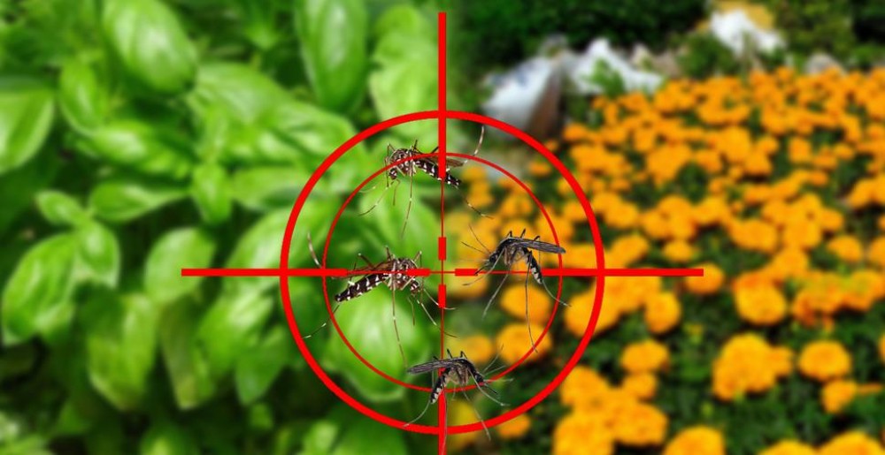 8 ingrediente banale care te scapă de țânțarii din bucătărie. Cele mai simple si eficiente metode