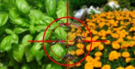 8 ingrediente banale care te scapă de țânțarii din bucătărie. Cele mai simple si eficiente metode
