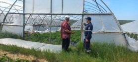 Ploile torenţiale au făcut ravagii în nordul ţării: Copaci prăbuşiţi şi drumuri deteriorate