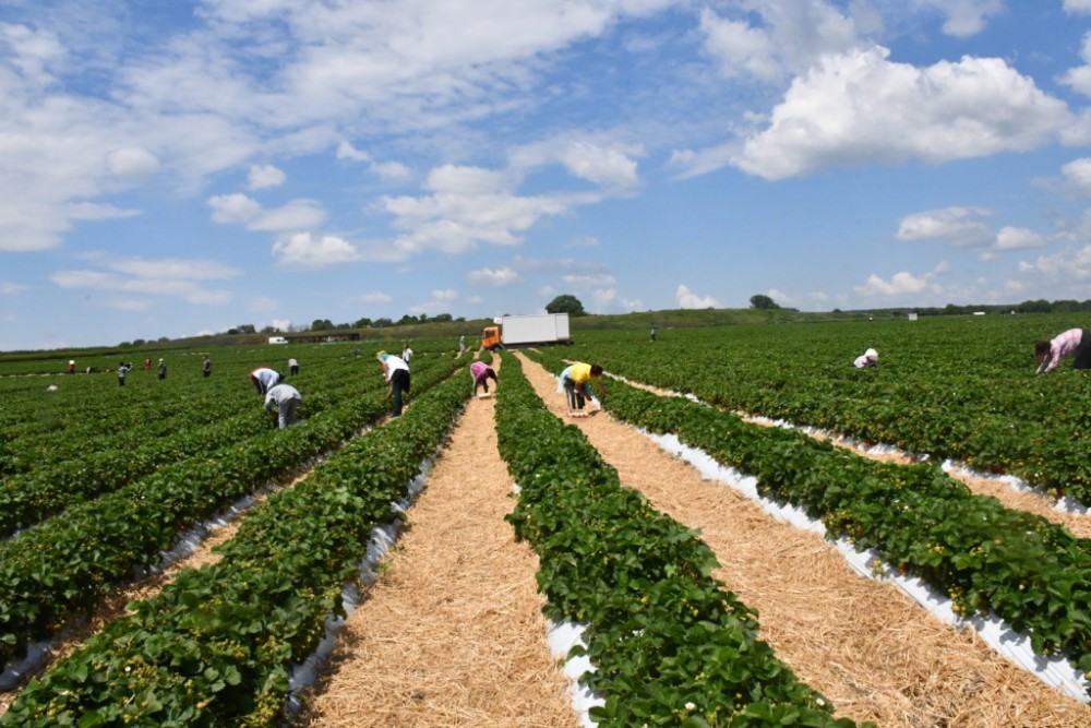 Deficitul forței de muncă din agricultura Moldovei, în umbra politicilor agricole Europene
