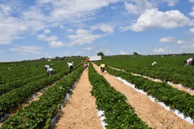 Deficitul forței de muncă din agricultura Moldovei, în umbra politicilor agricole Europene