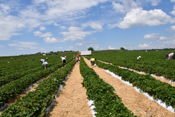 Deficitul forței de muncă din agricultura Moldovei, în umbra politicilor agricole Europene