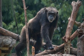 Bebeluș de doar o lună a murit, după ce a fost răpit din brațele mamei de o maimuță în Tanzania
