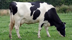 Durere fără margini la Ștefan Vodă. O fetiță de un an a murit după ce a fost călcată în picioare de o vacă