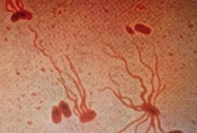 Un virus amenință omenirea: A devenit rezistent la medicamente
