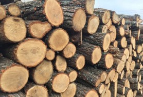 Statul elimină intermediarii hapsâni: Cetățenii vor putea cumpăra lemne la prețuri mici direct de la „Moldsilva”