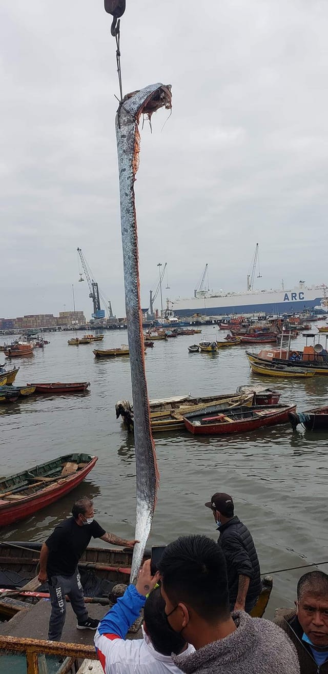 FOTO/VIDEO: Pește de peste 5 metri lungime, prins de pescari. Și-au ridicat prada cu macaraua ca să o vadă toată lumea
