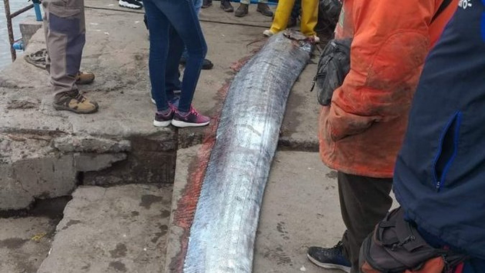 FOTO/VIDEO: Pește de peste 5 metri lungime, prins de pescari. Și-au ridicat prada cu macaraua ca să o vadă toată lumea
