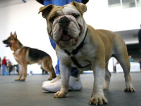 Amendă de 19.000 de euro dacă ai un câine. Țara care vrea să interzică animalele de companie
