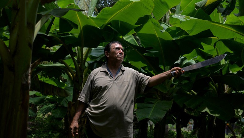 Drama culegătorilor de banane: Pesticidele le-au răpit șansa de a avea copii