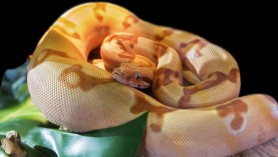 Un bărbat a murit după ce a fost sugrumat de propriul animal de companie, un Boa Constrictor de 5 metri