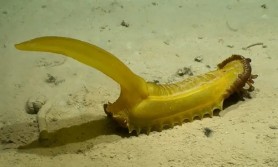 30 de specii noi descoperite de oamenii de ştiinţă în adâncul oceanelor