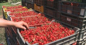 7 TONE de cireșe moldovenești DISTRUSE în Federația Rusă. Ce nu le-a plăcut rușilor