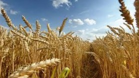 Zelenski anunță că din cauza invaziei ruse recolta agricolă a Ucrainei s-a înjumătățit în acest an