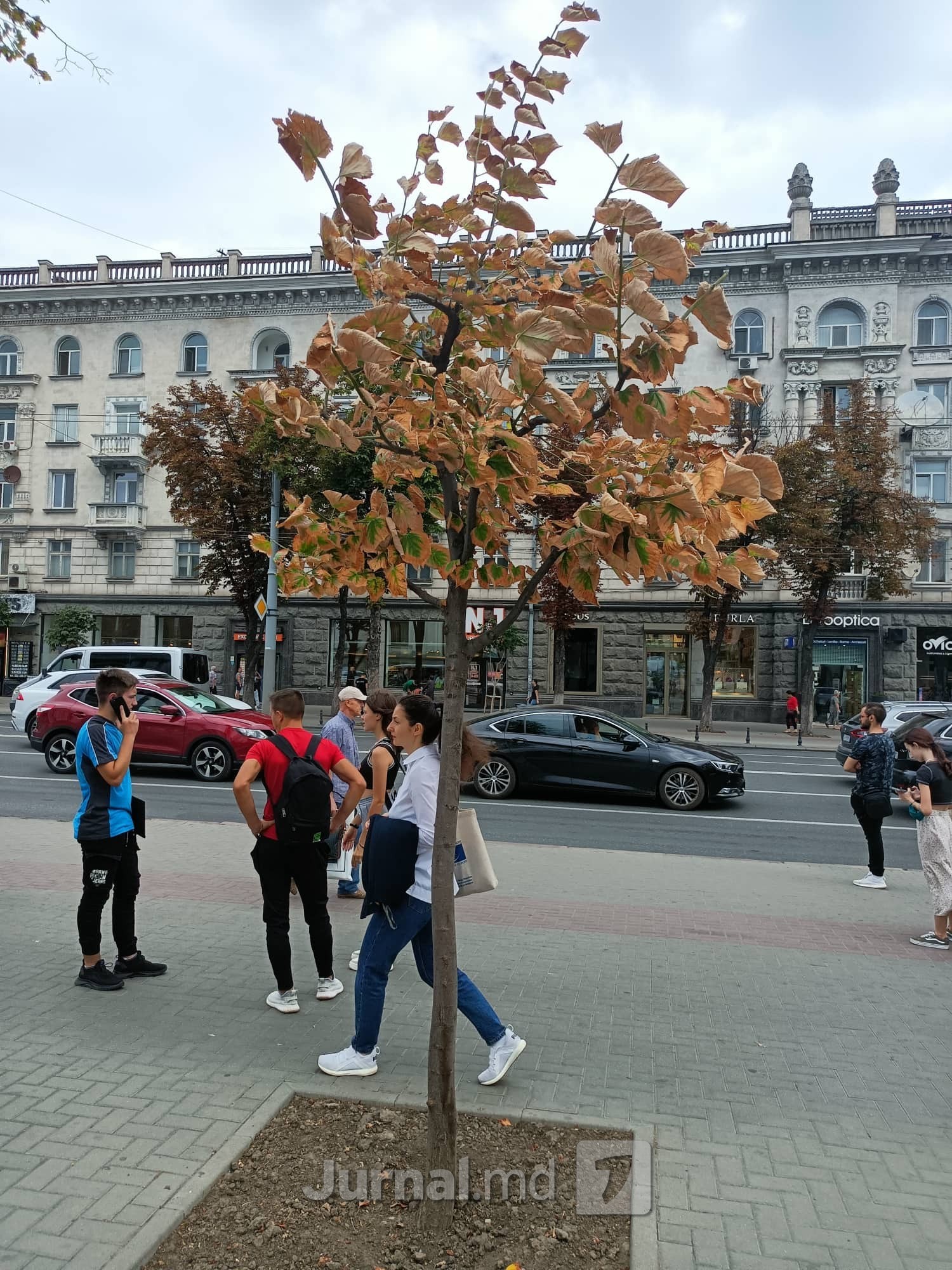FOTO // Troturarele lui Ion Ceban omoară copacii din centrul Capitalei
