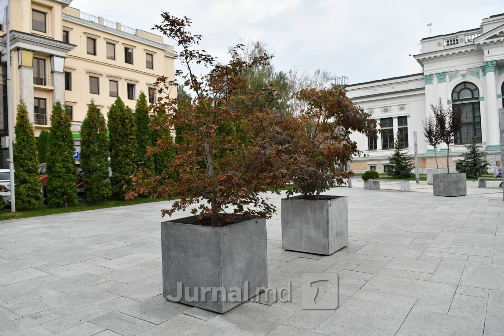 FOTO // Troturarele lui Ion Ceban omoară copacii din centrul Capitalei